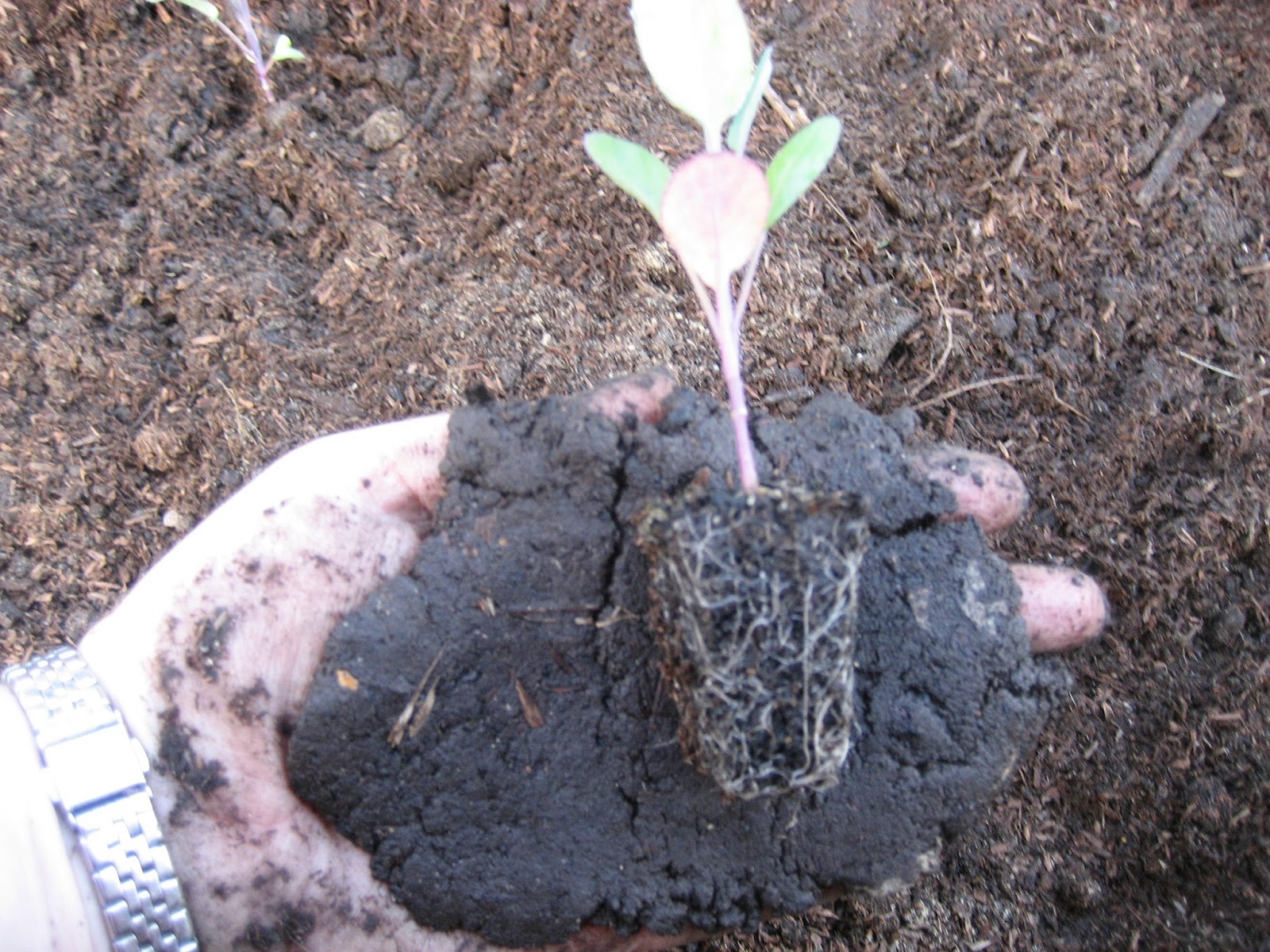 download worm castings how to use download worm castings how to use